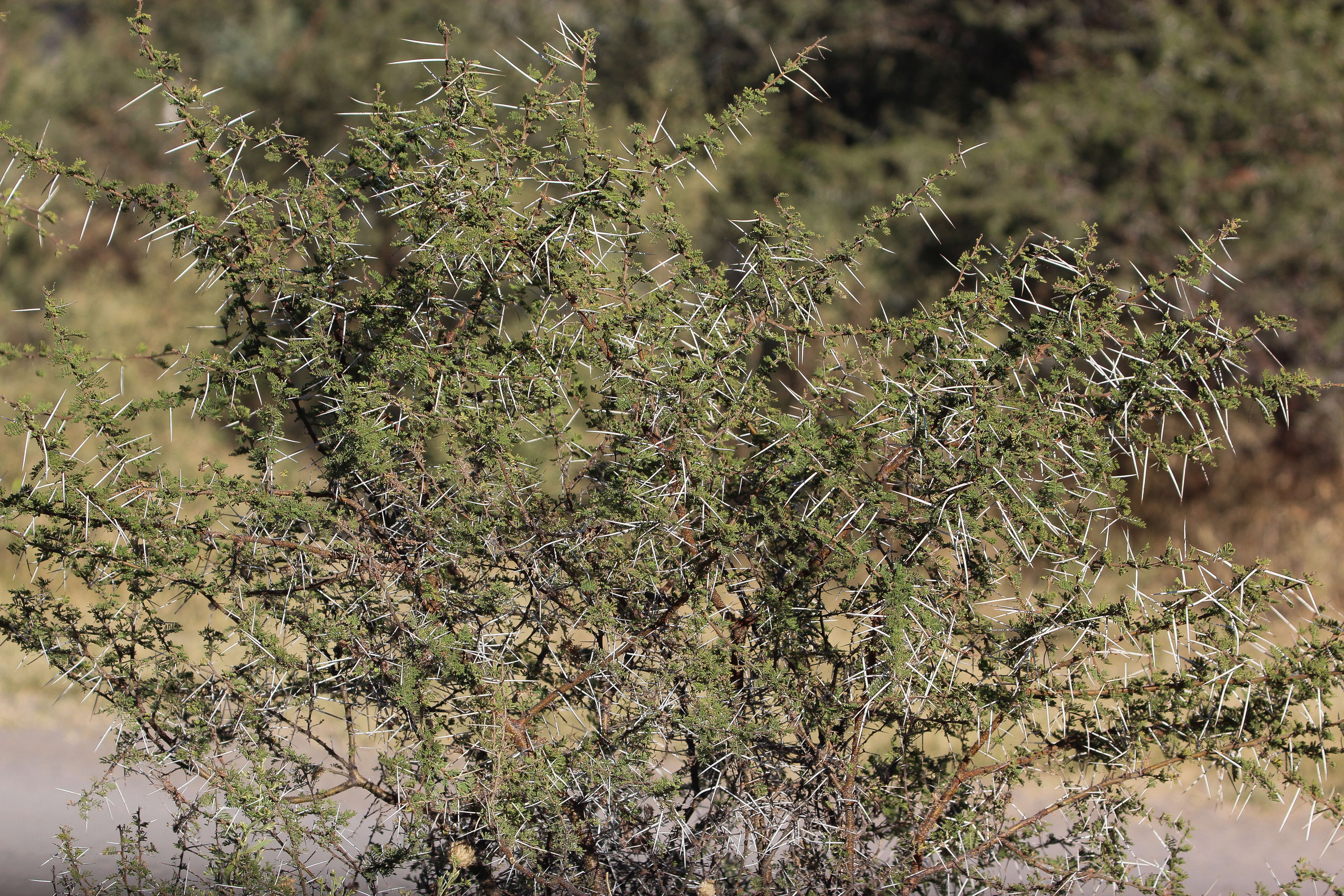 Vachellia nilotica (L.) P. J. H. Hurter & Mabb. resmi