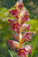 Image of Orobanche gracilis Sm.