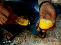 Image de Mangifera quadrifida Jack