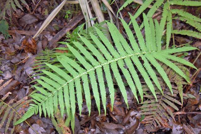 Image of freetip maiden fern