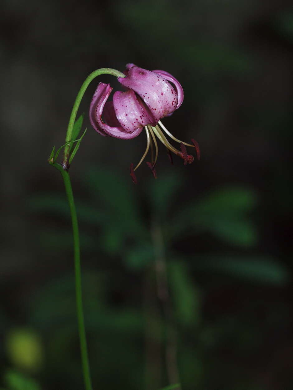 Image of lily