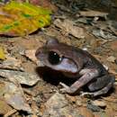 Image of Asian litter frog