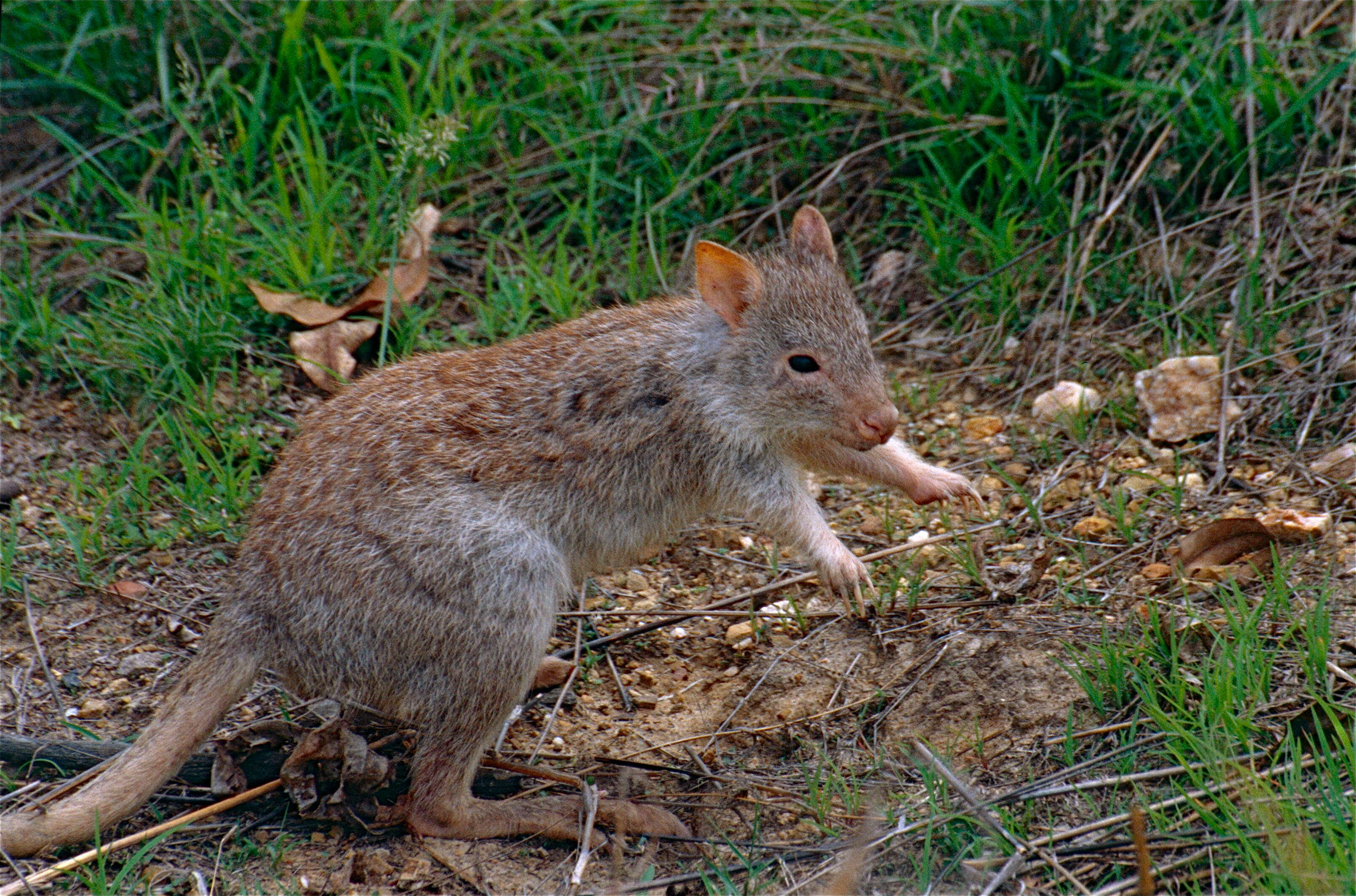 Image of bettongs, potoroos, and rat kangaroos