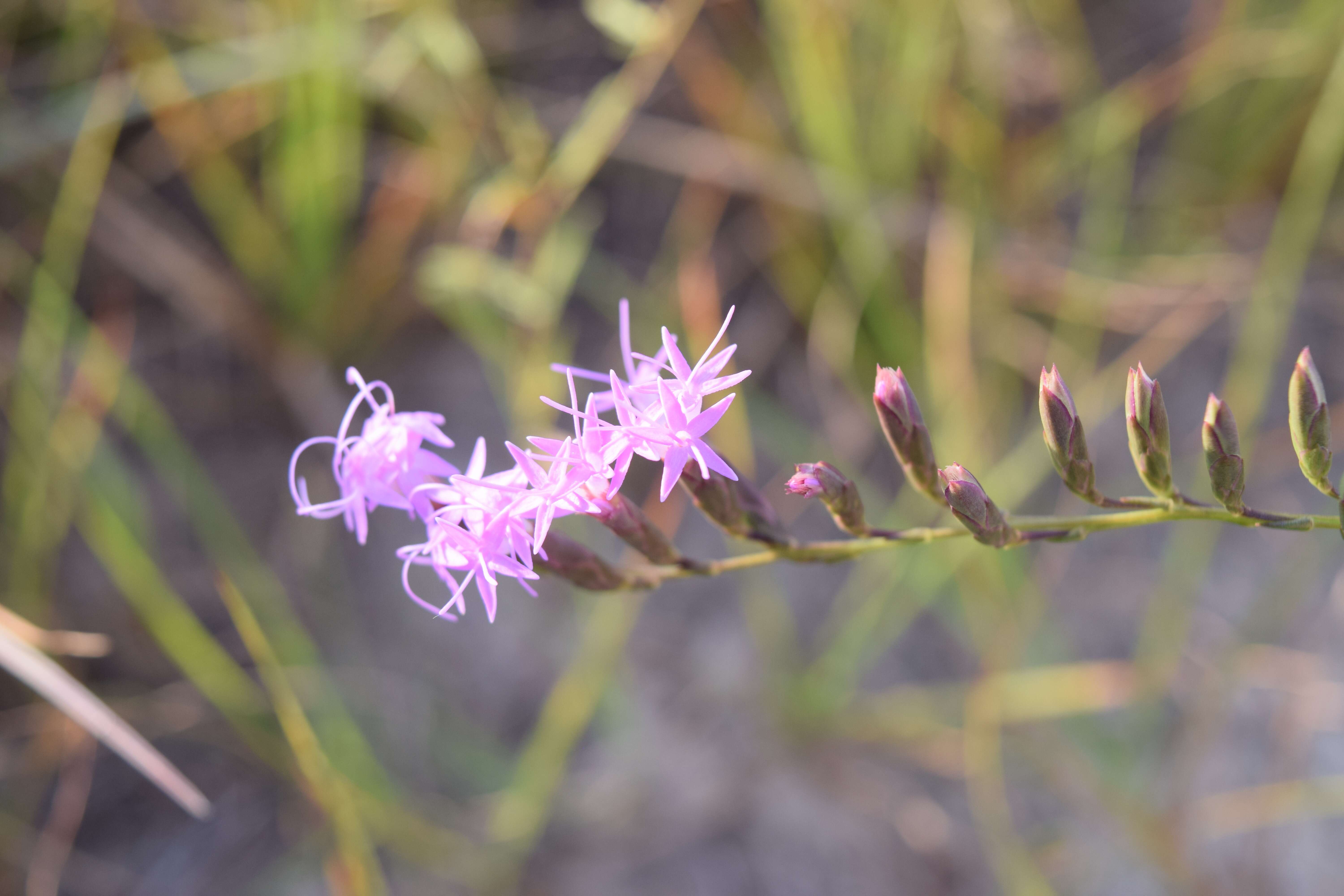 Слика од Liatris pauciflora Pursh