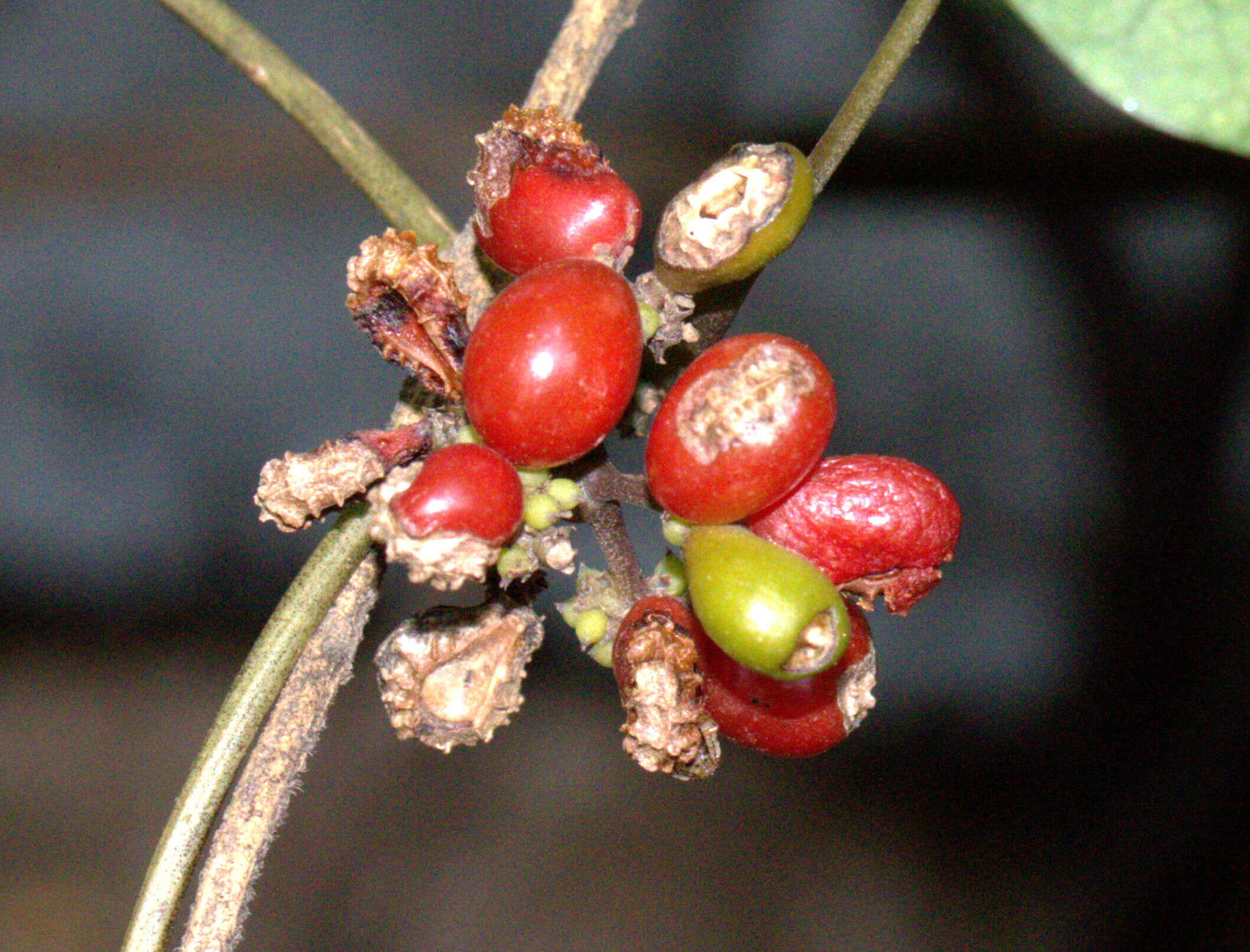 Image de Stephania japonica (Thunb.) Miers