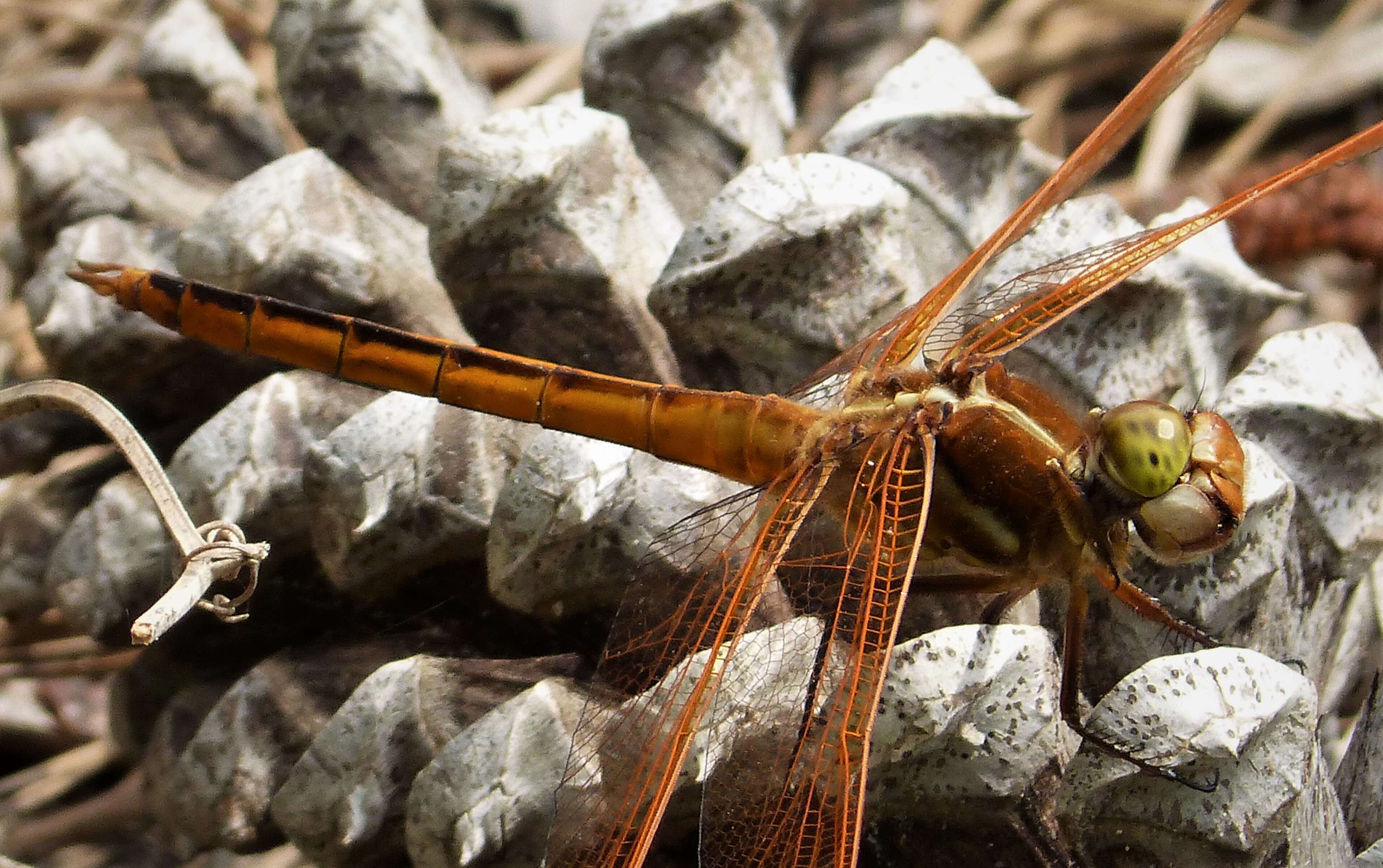 Image of Libellula Linnaeus 1758