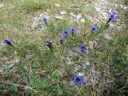 Image of GENTIANACEAE