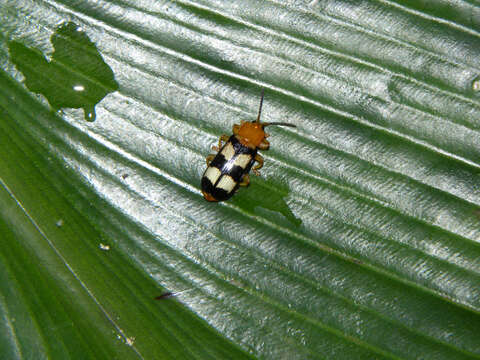 Image of Costus plicatus Maas