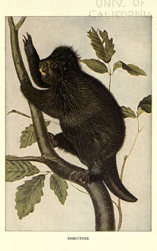 Image of North American porcupine