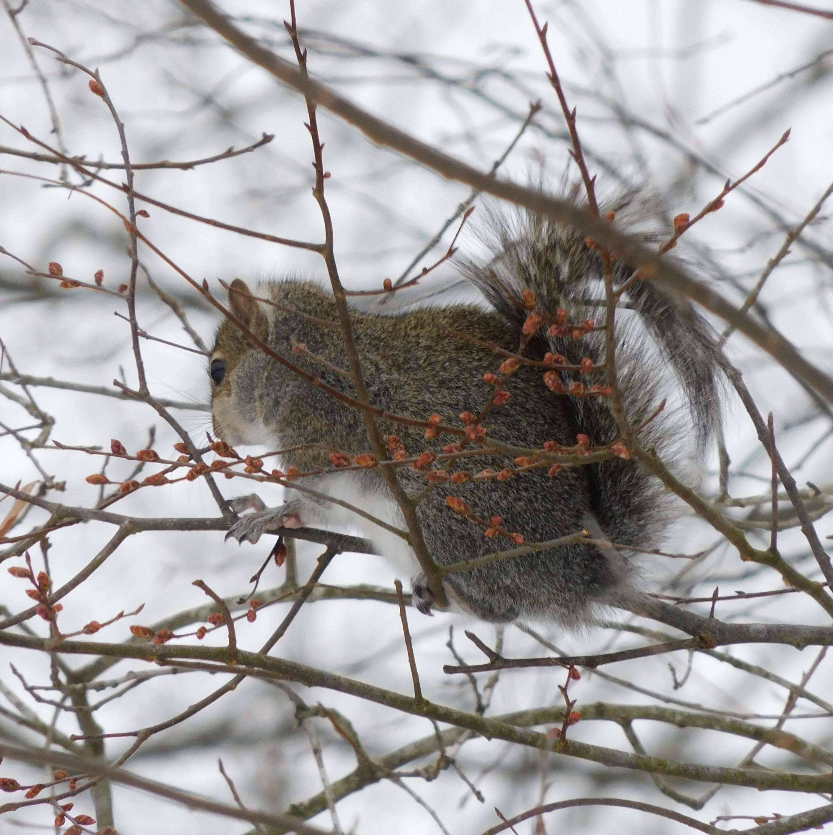 Image of Sciurus subgen. Sciurus Linnaeus 1758