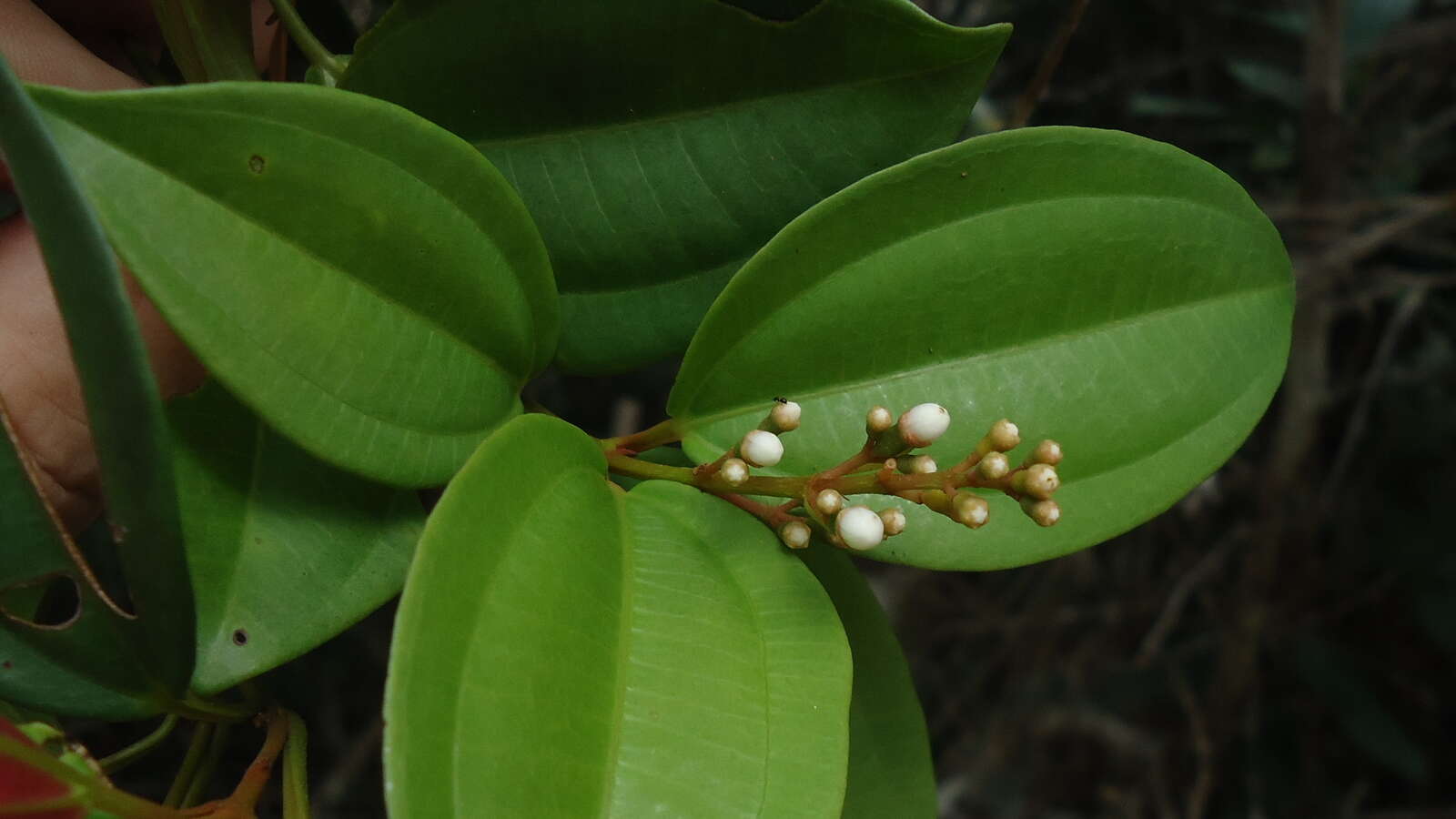 Image of Miconia jucunda (DC.) Triana