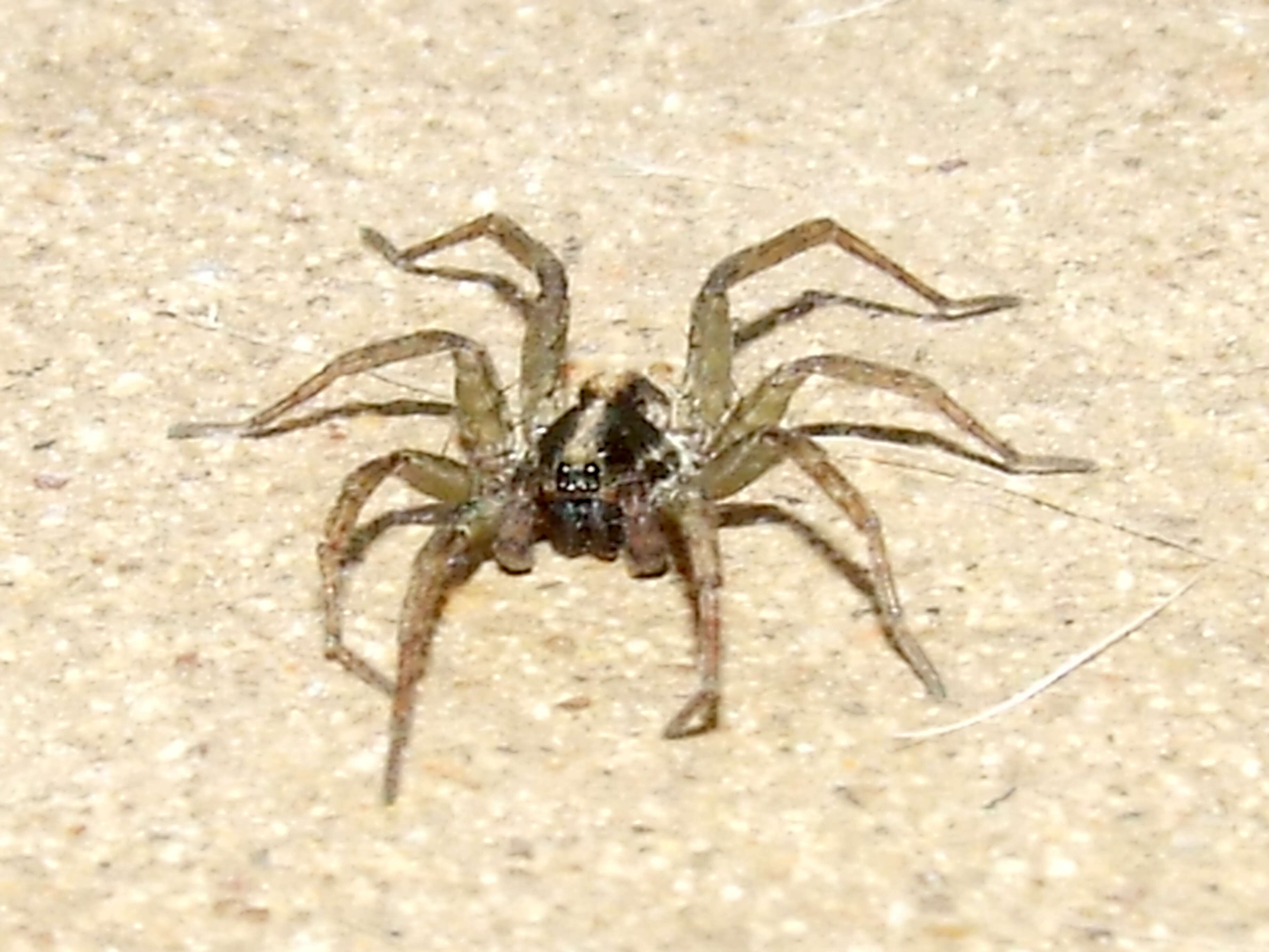 Imagem de Lycosidae