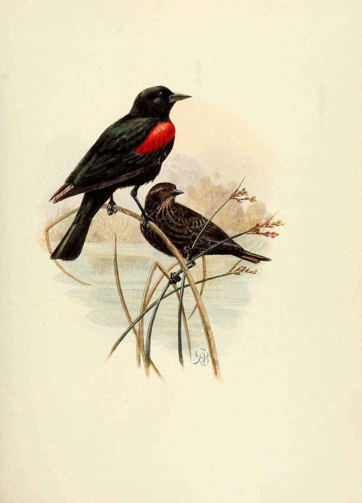 Image de Agelaius phoeniceus gubernator (Wagler 1832)