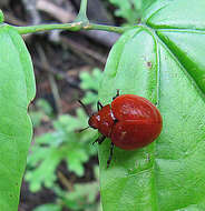 Слика од Aegithus politus