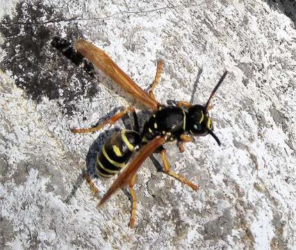 Image of Polistes biglumis (Linnaeus 1758)