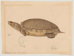 Image of Trachemys Agassiz 1857