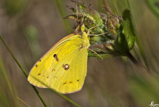 Image of clouded yellow