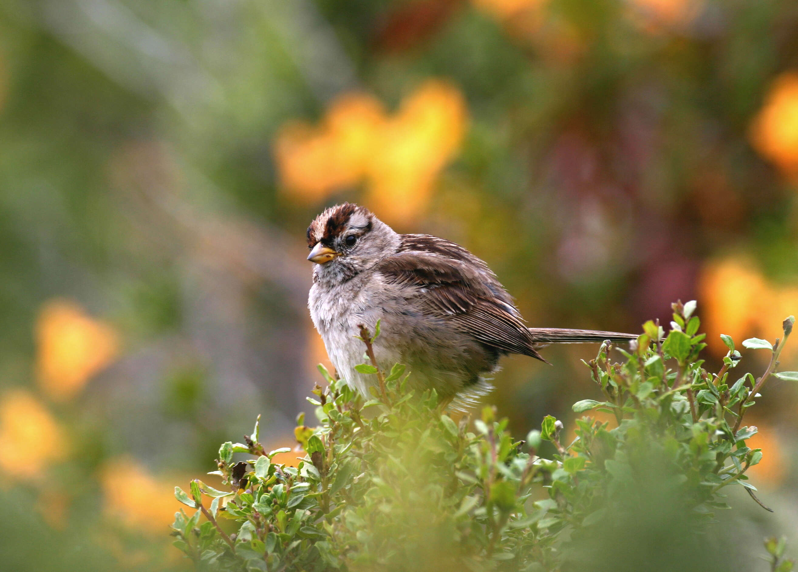 صورة Zonotrichia leucophrys nuttalli Ridgway 1899