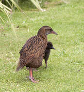 Image of Lord Howe wood rail