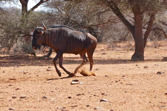 Image of wildebeest