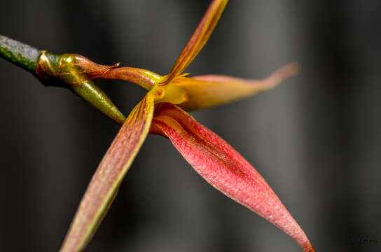 Image of Bulbophyllum macrochilum Rolfe