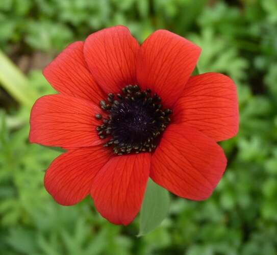 Image of broad-leaved anemone