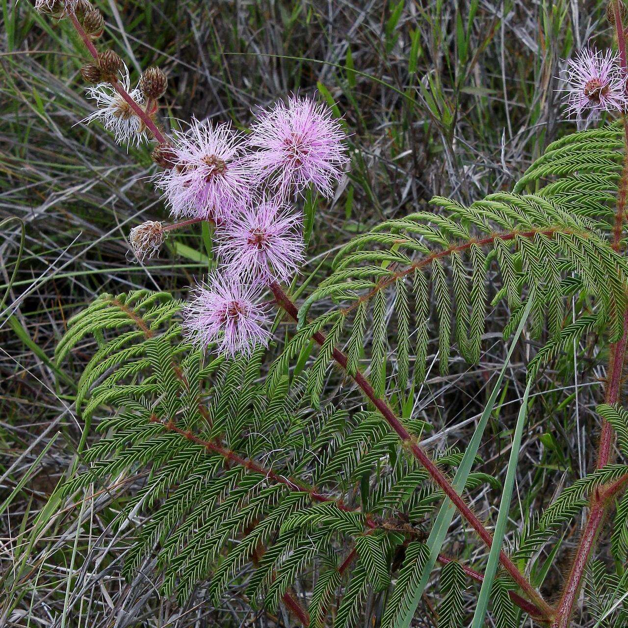 Image of Mimosa setosa Benth.