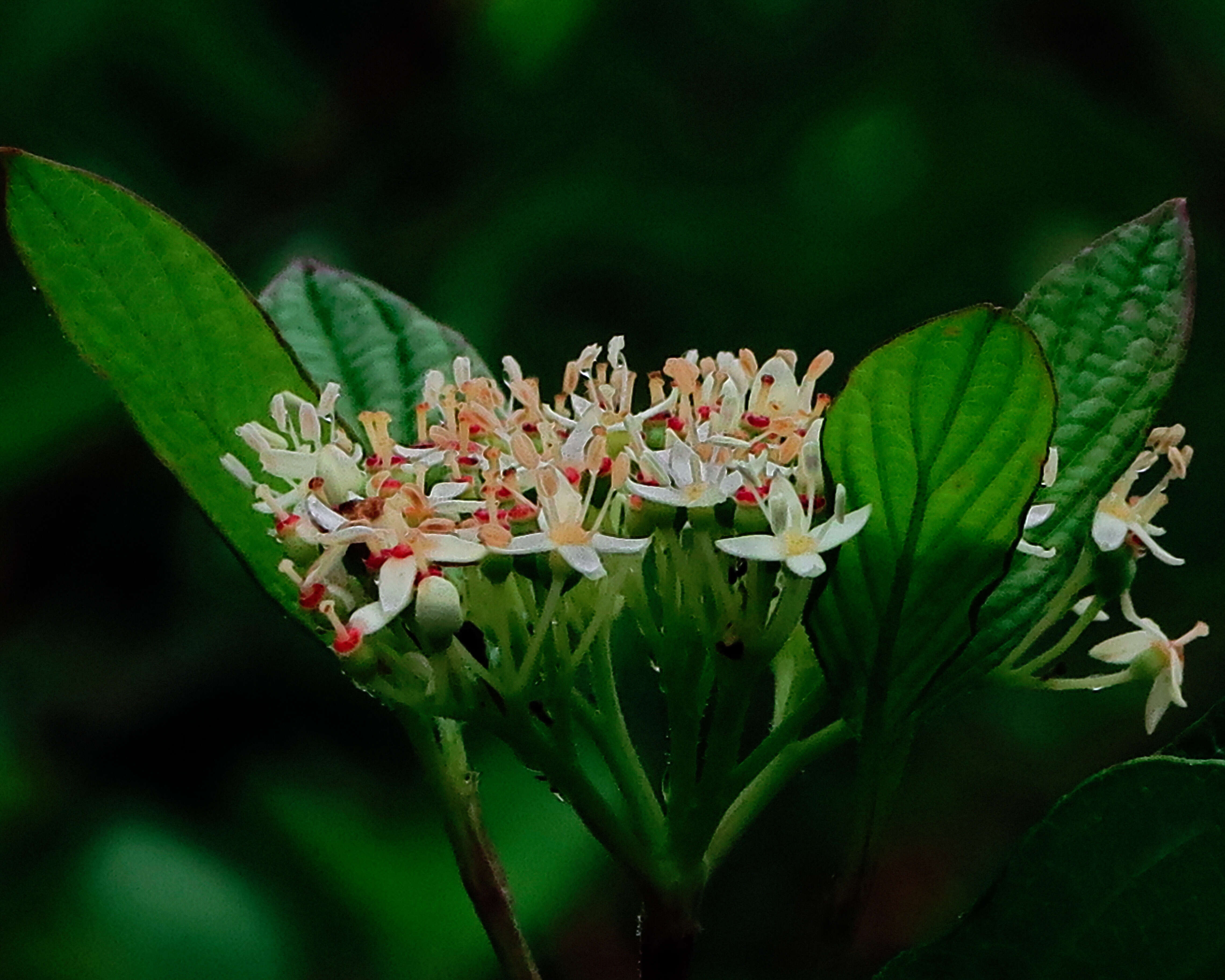 Cornus sericea L. resmi