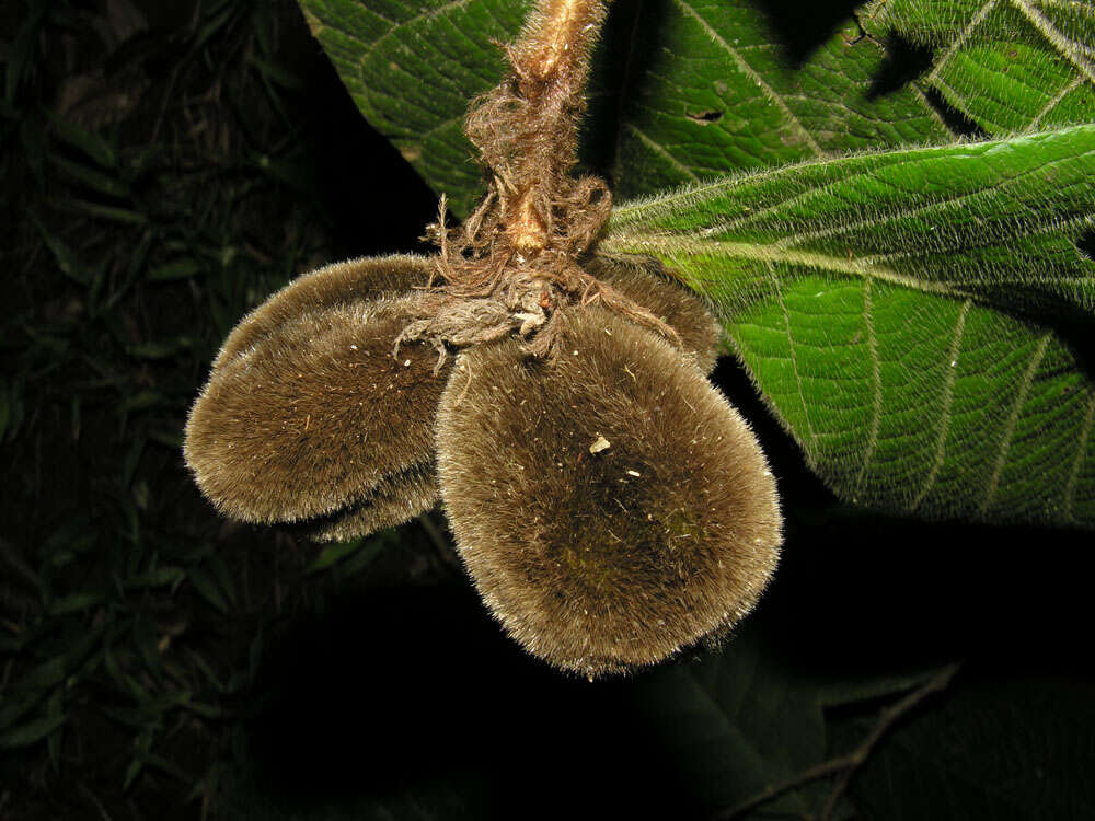 Image of Dichapetalum hammelii G. T. Prance