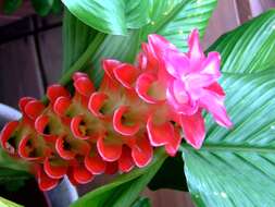 Image of curcuma