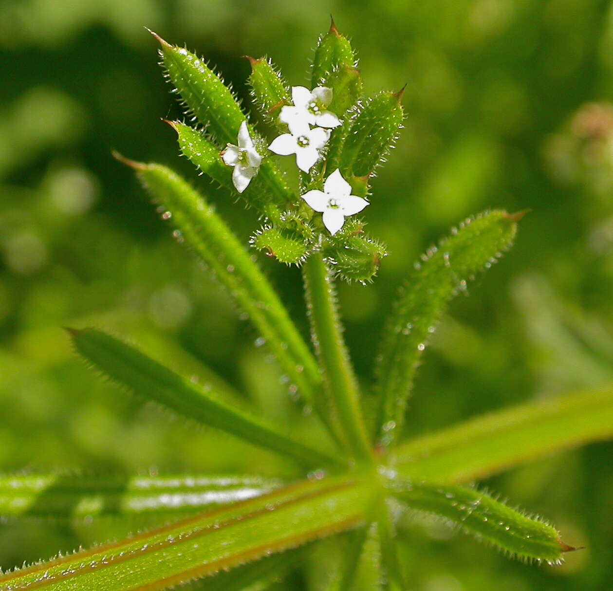 Image of Goosegrass