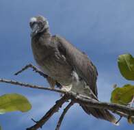 Image of Red-footed Booby