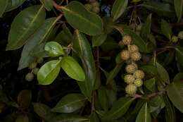 Image of mangrove