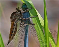 Image of Eastern Pondhawk