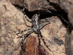 Imagem de Argiope mascordi Levi 1983