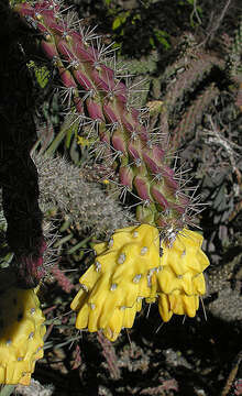 Image of Cane Prickly-pear Cactus