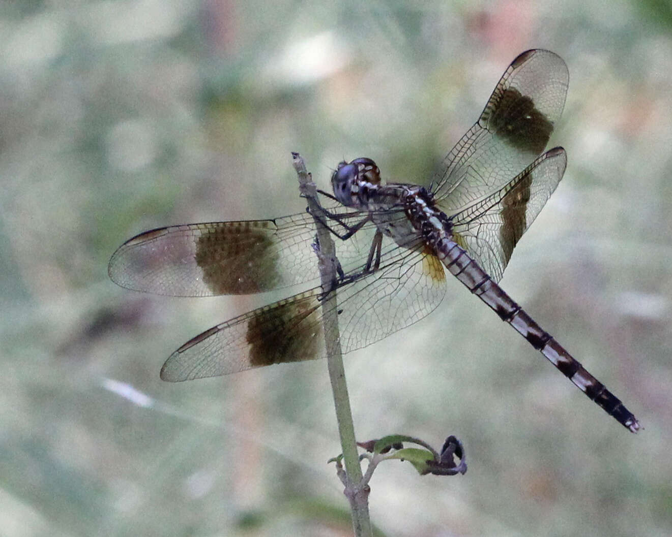 Слика од Erythrodiplax umbrata (Linnaeus 1758)