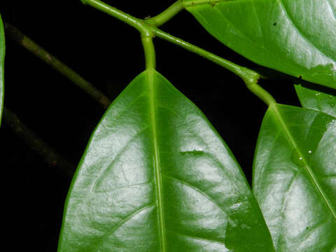 صورة Salacia multiflora (Lam.) DC.