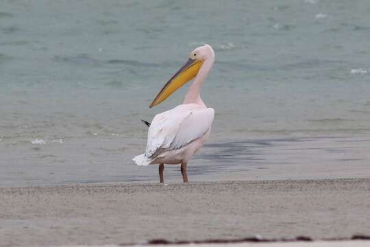 Image of Great White Pelican