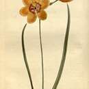 Image of Ixia monadelpha D. Delaroche