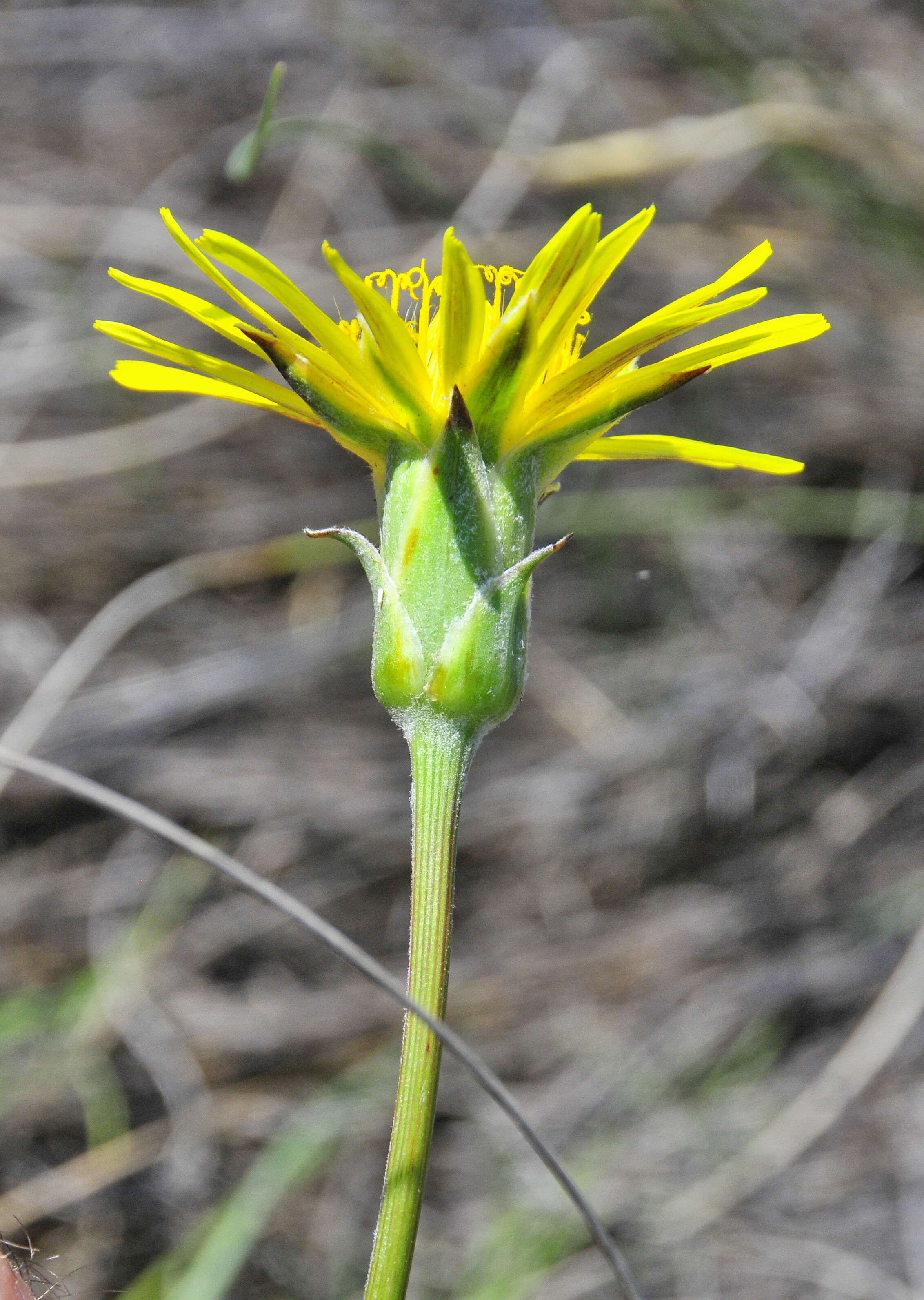 صورة Scorzonera hispanica subsp. crispatula (DC.) Nym.