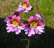 Schizanthus litoralis Phil. resmi