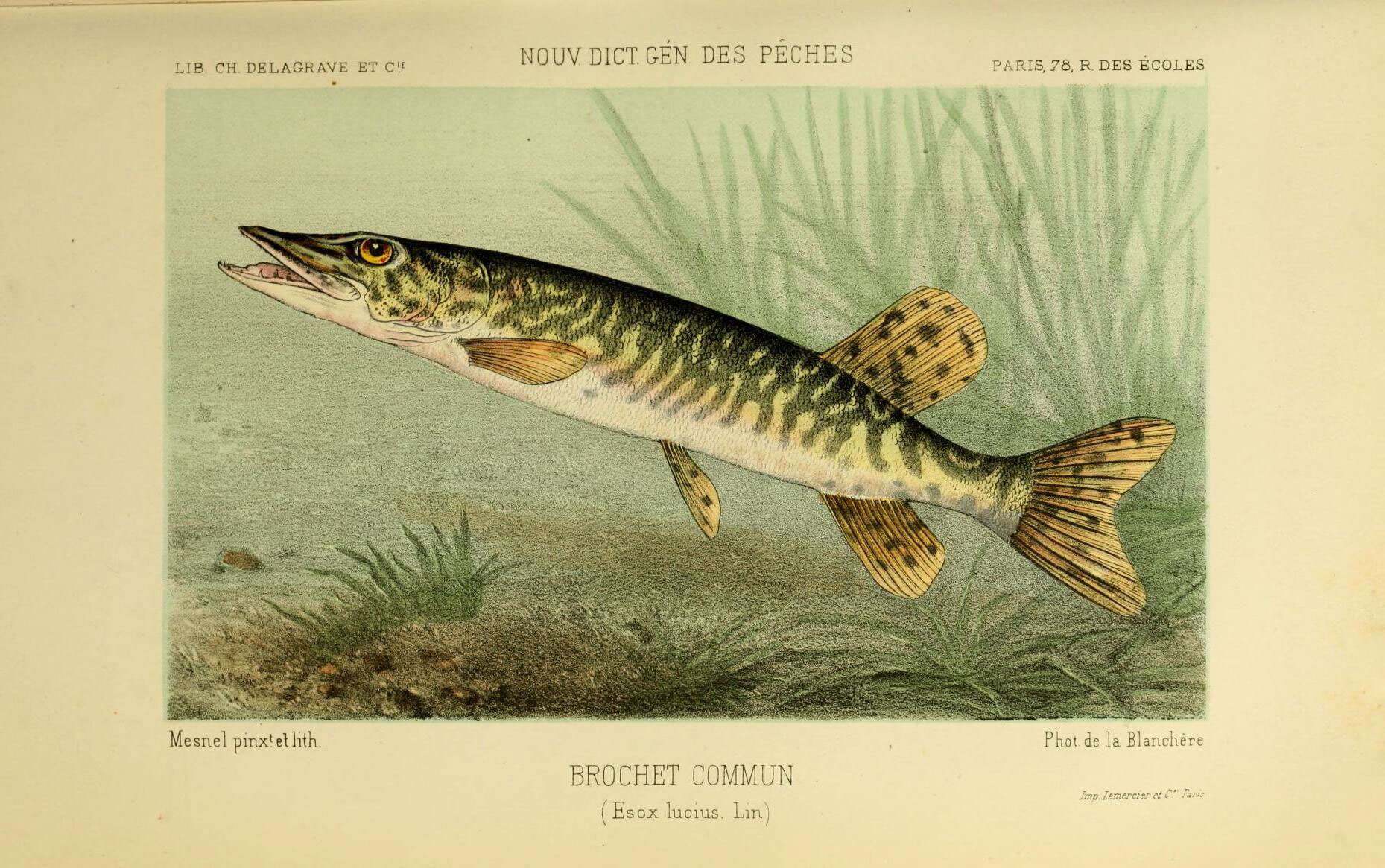 Image de brochet