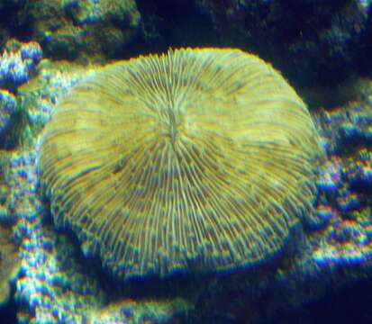 Image of Common Mushroom Coral