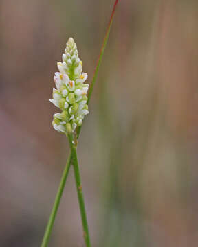 Image of Coastal-Plain Milkwort