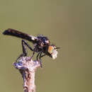 Слика од Holopogon nigripennis (Meigen 1820)