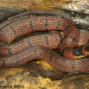 Image of Redback Coffee Snake