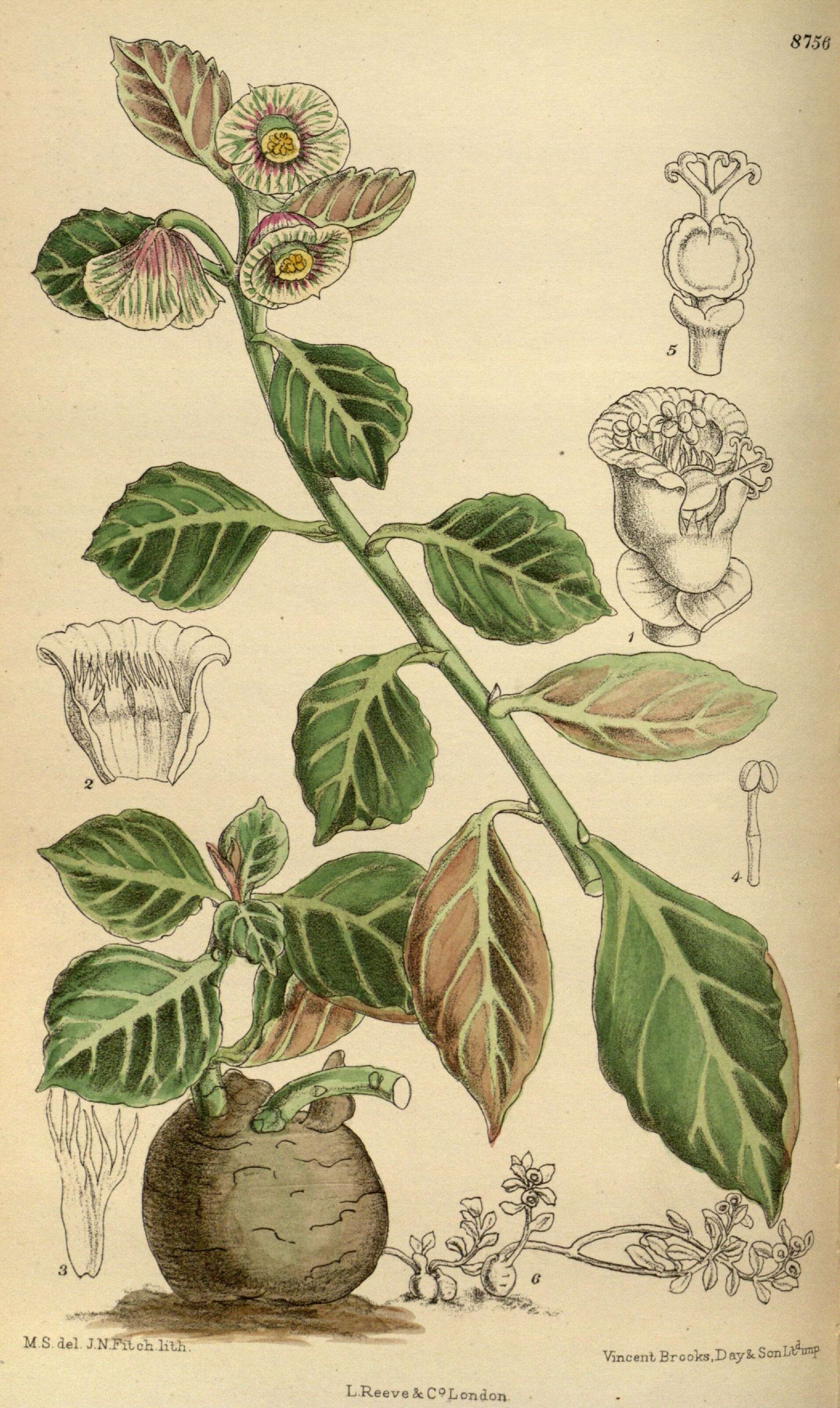 Image of Euphorbia major (Pax) Bruyns