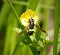 Image de Chrysotoxum bicinctum (Linnaeus 1758)