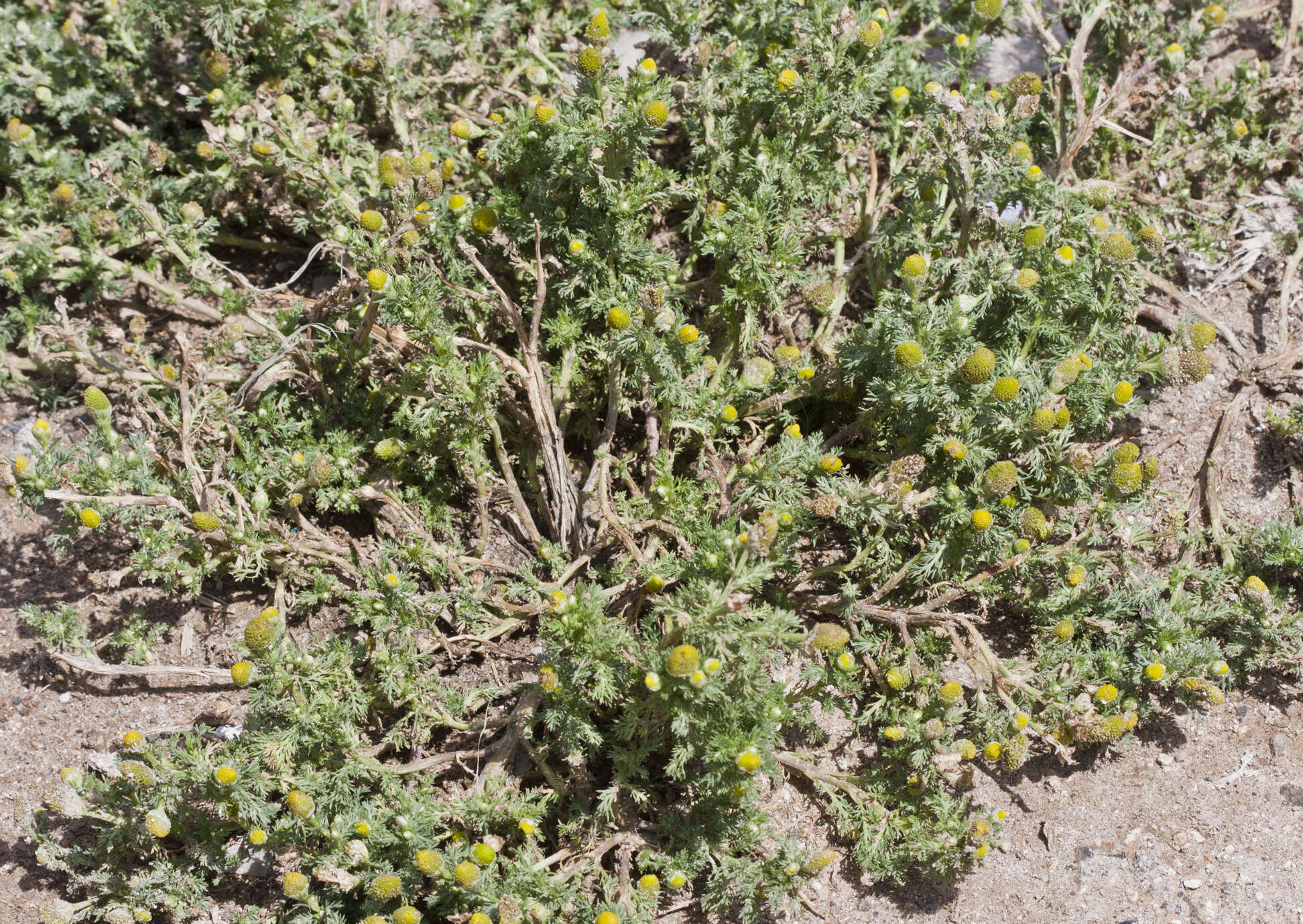 Image of mayweed